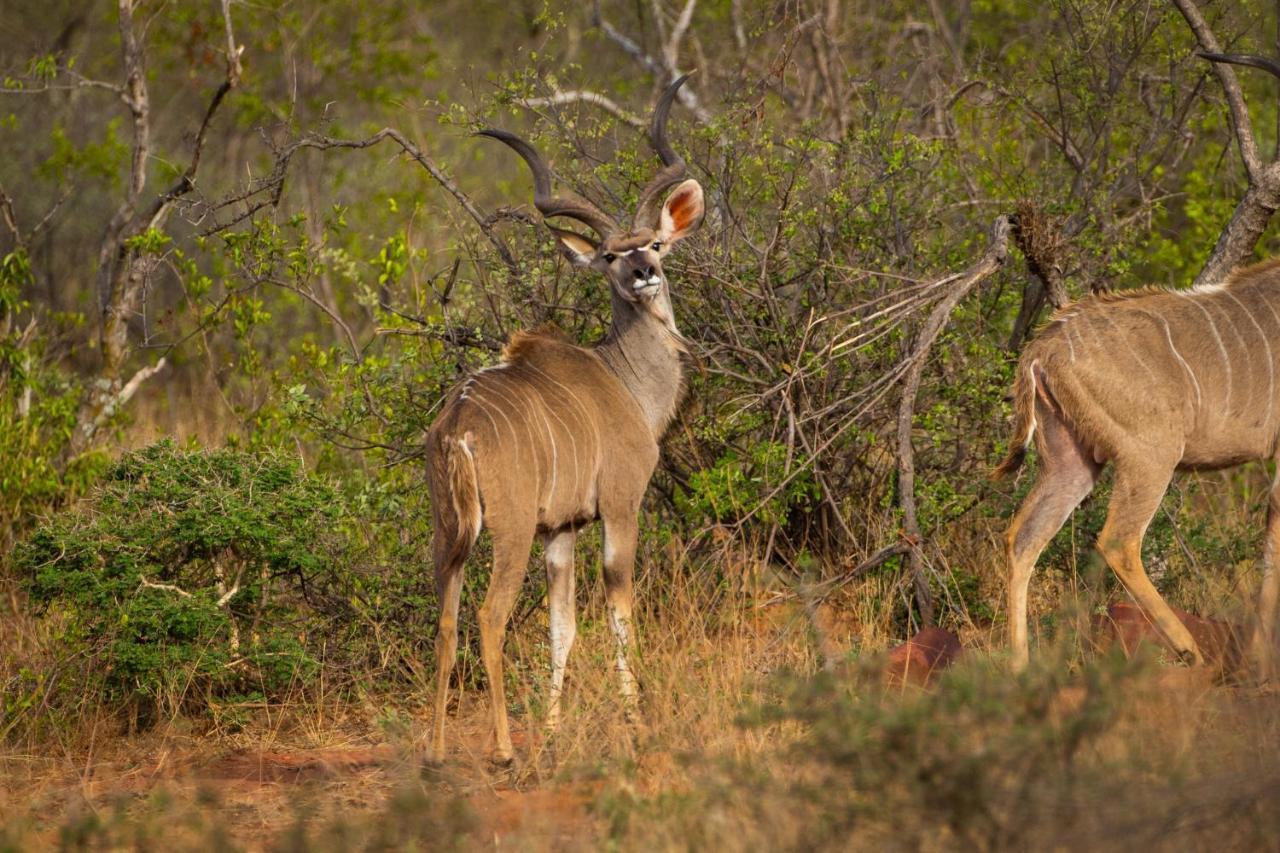 Nungu Game Lodge Lephalale Экстерьер фото